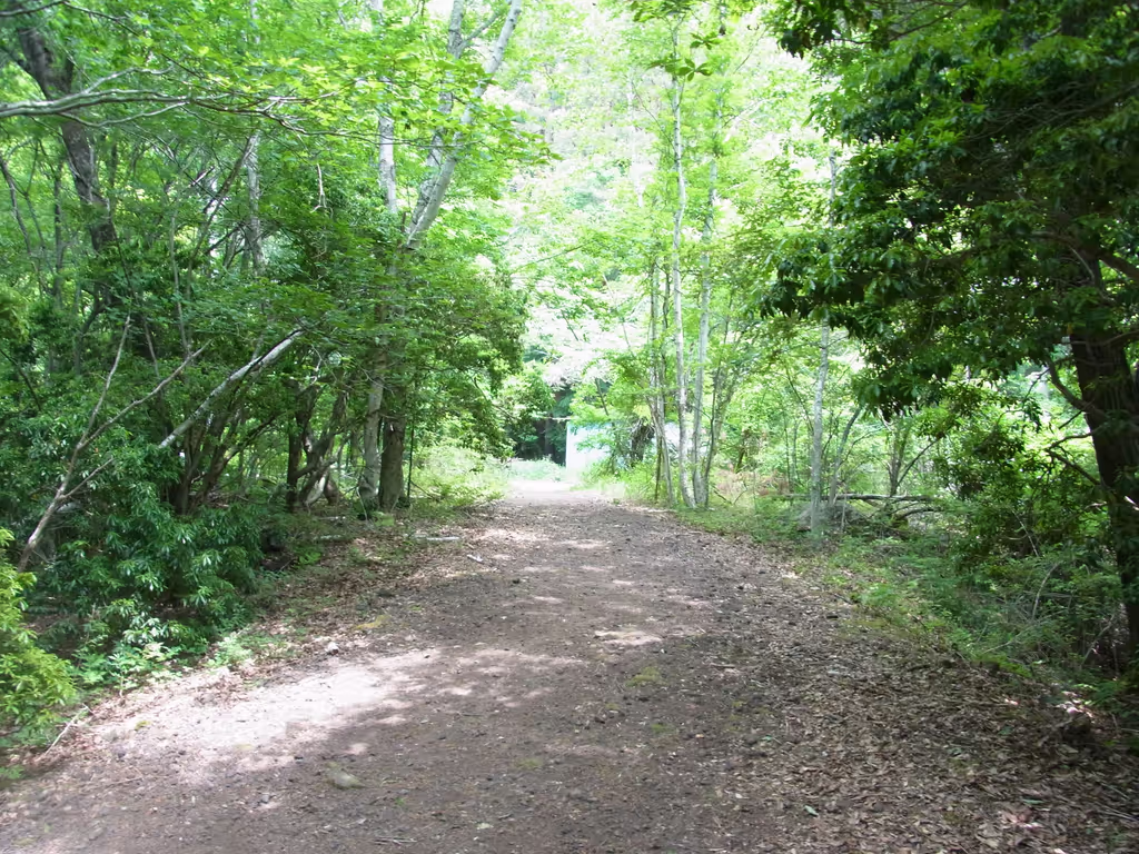 Yamanashi Private Tour - Aokigahara forest in sun