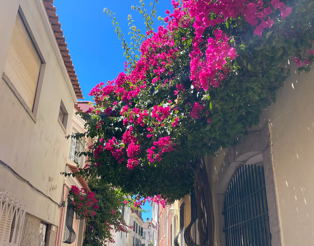 Cascais Private Tour - Blooming flowers
