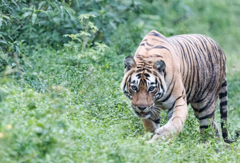 Jaipur Private Tour - 