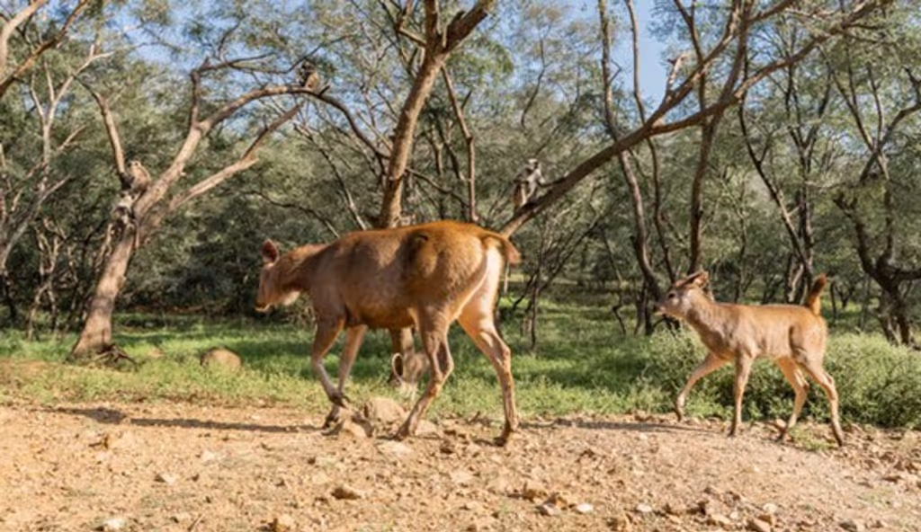 Jaipur Private Tour - 