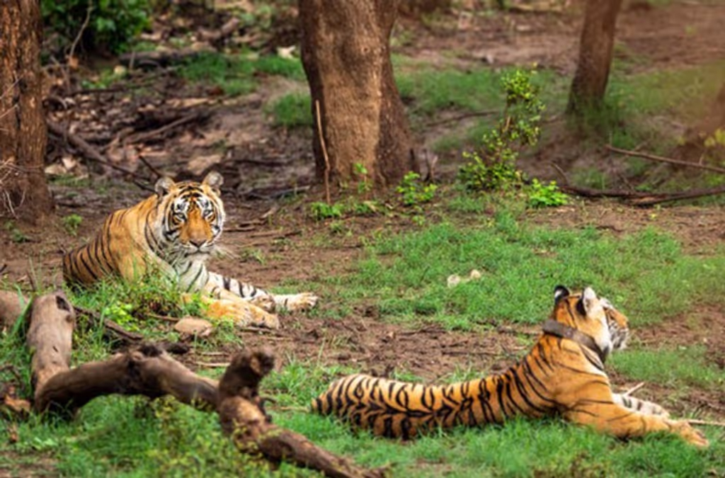 Jaipur Private Tour - 