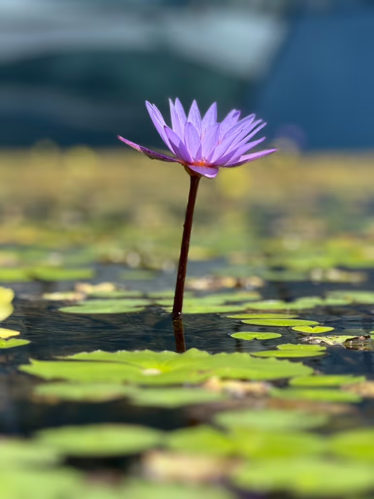 Singapore Private Tour - Lily Pond