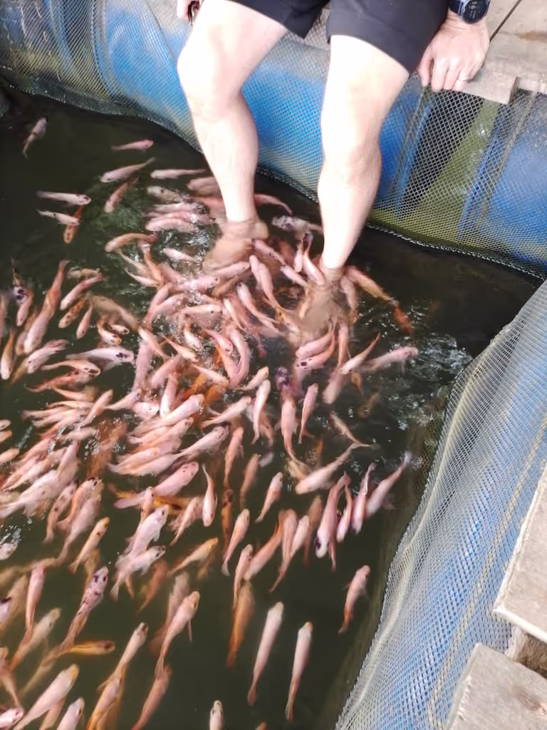 Colombo Private Tour - Fish therapy Madol duwa