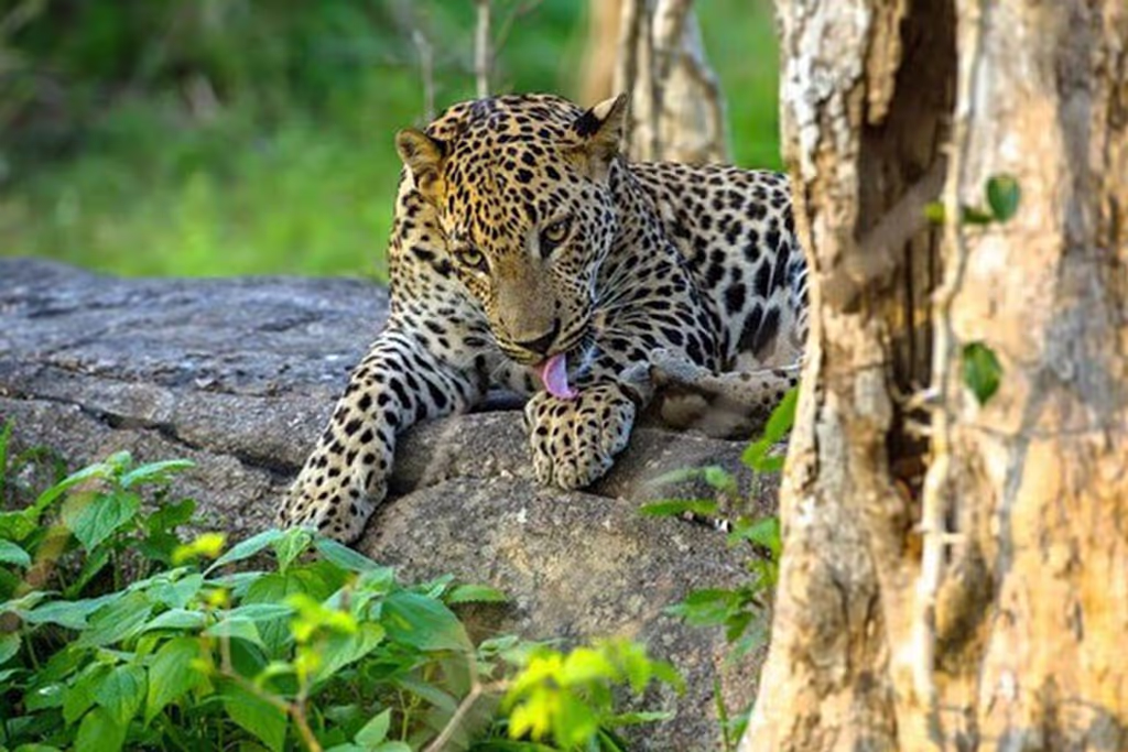 Colombo Private Tour - Yala safari