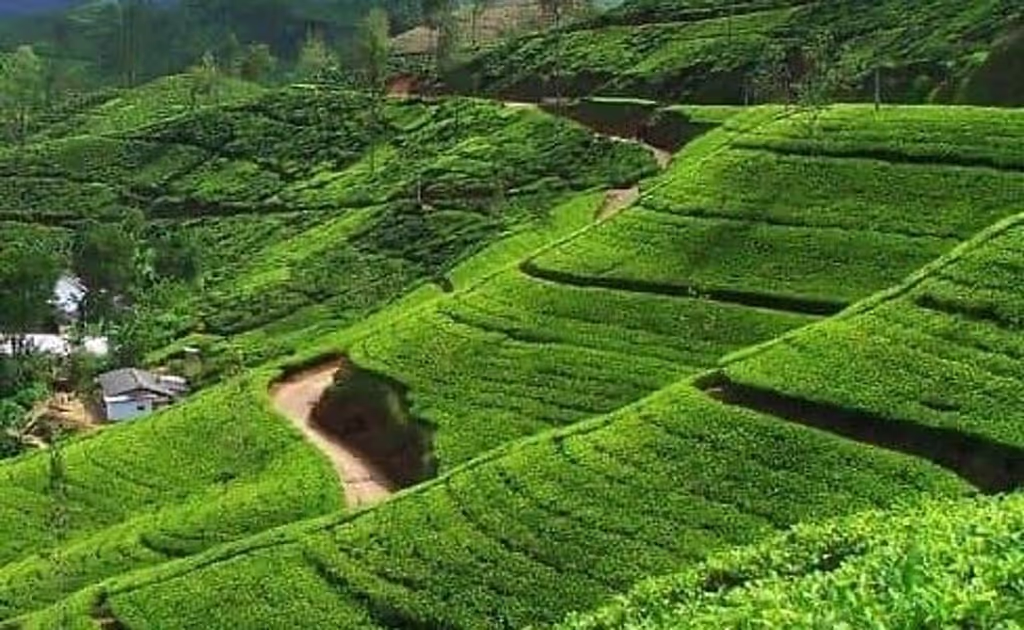Colombo Private Tour - Tea Factory