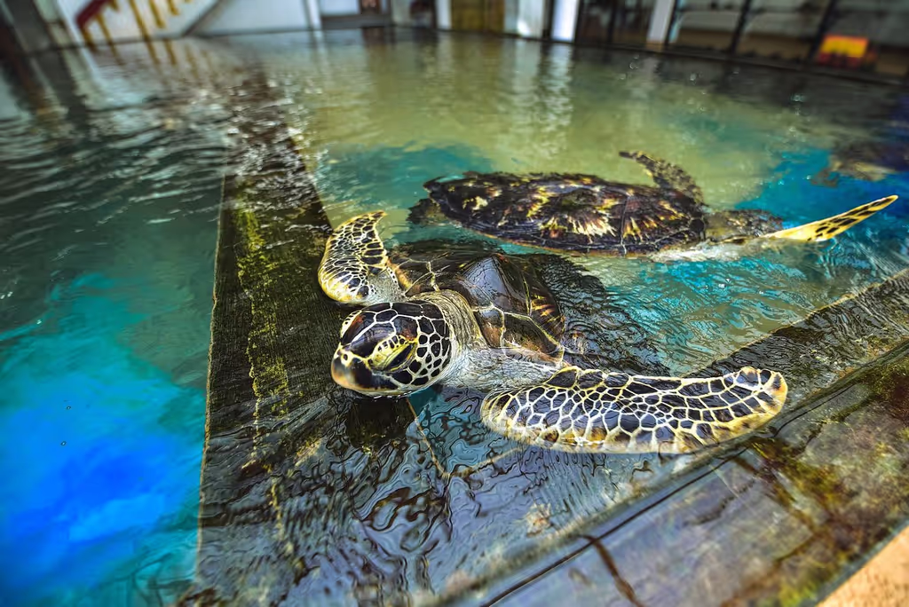 Colombo Private Tour - Sea Turtle hatchery