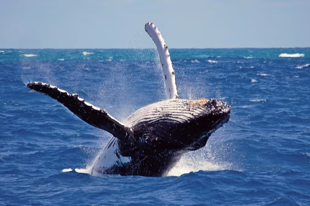 Colombo Private Tour - Whale watching Mirissa