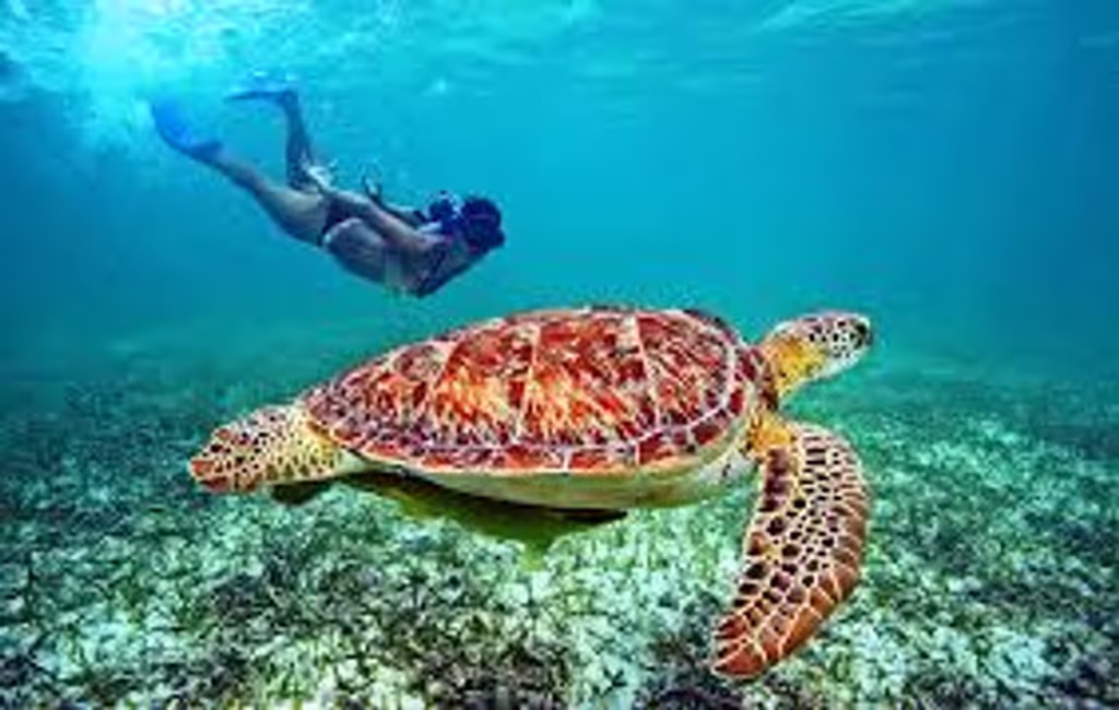 Colombo Private Tour - Snorkeling Hikkaduwa