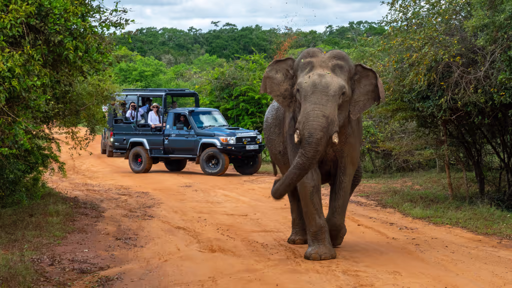 Colombo Private Tour - Yala National Park