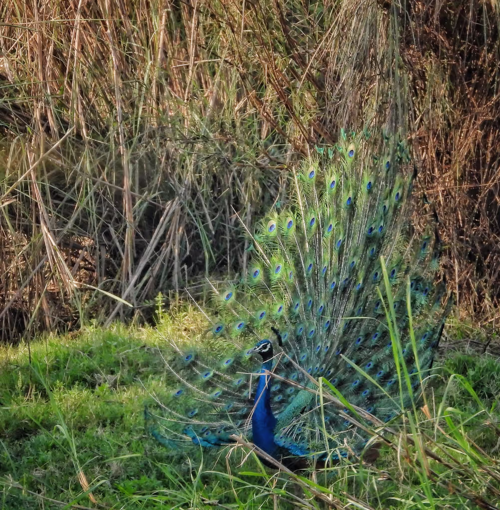 Narayani Private Tour - 