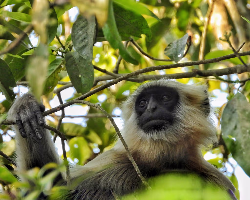 Narayani Private Tour - 