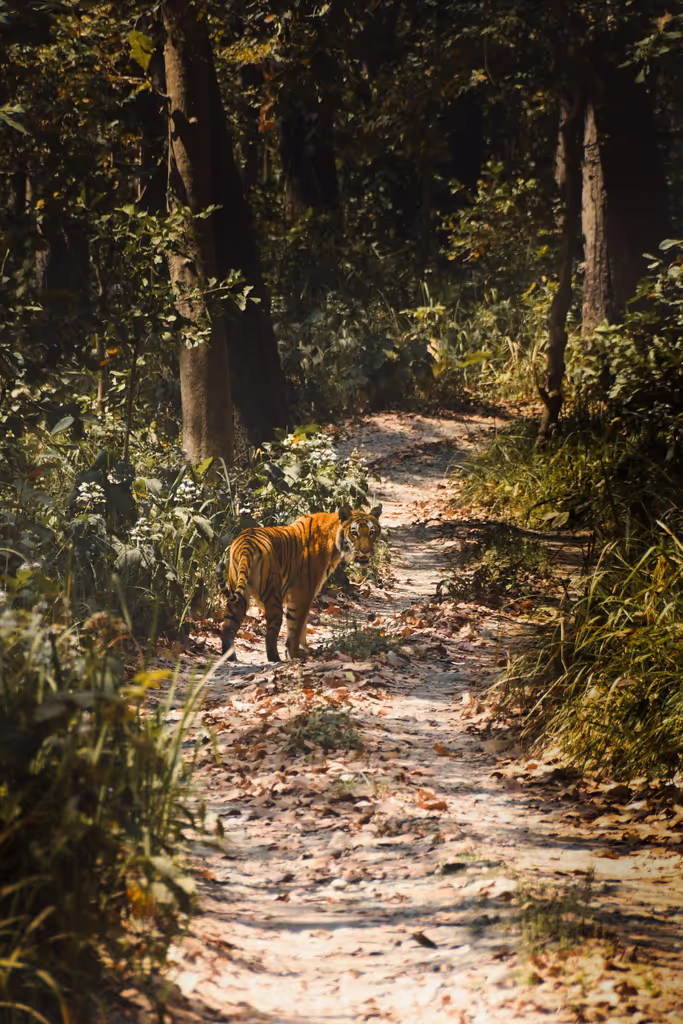 Narayani Private Tour - 