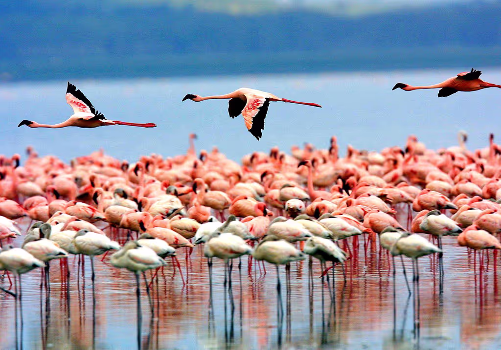 Kilimanjaro Private Tour - flamingos