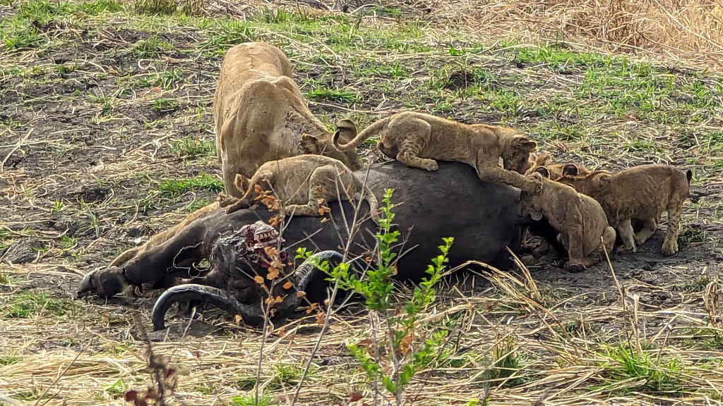 Kilimanjaro Private Tour - lions and prey
