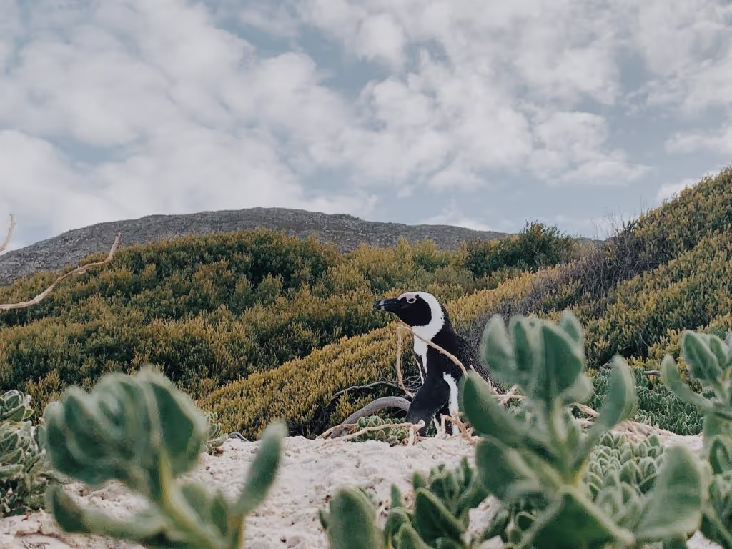 Cape Town Private Tour - Penguins