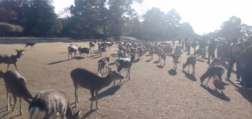 Osaka Private Tour - 