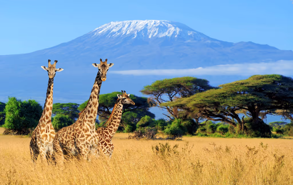 Moshi Private Tour - kilimanjaro national park