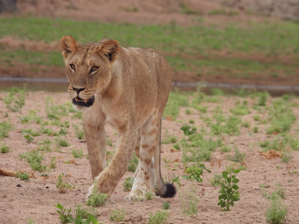 Kilimanjaro Private Tour - LIONES IN MKOMAZI
