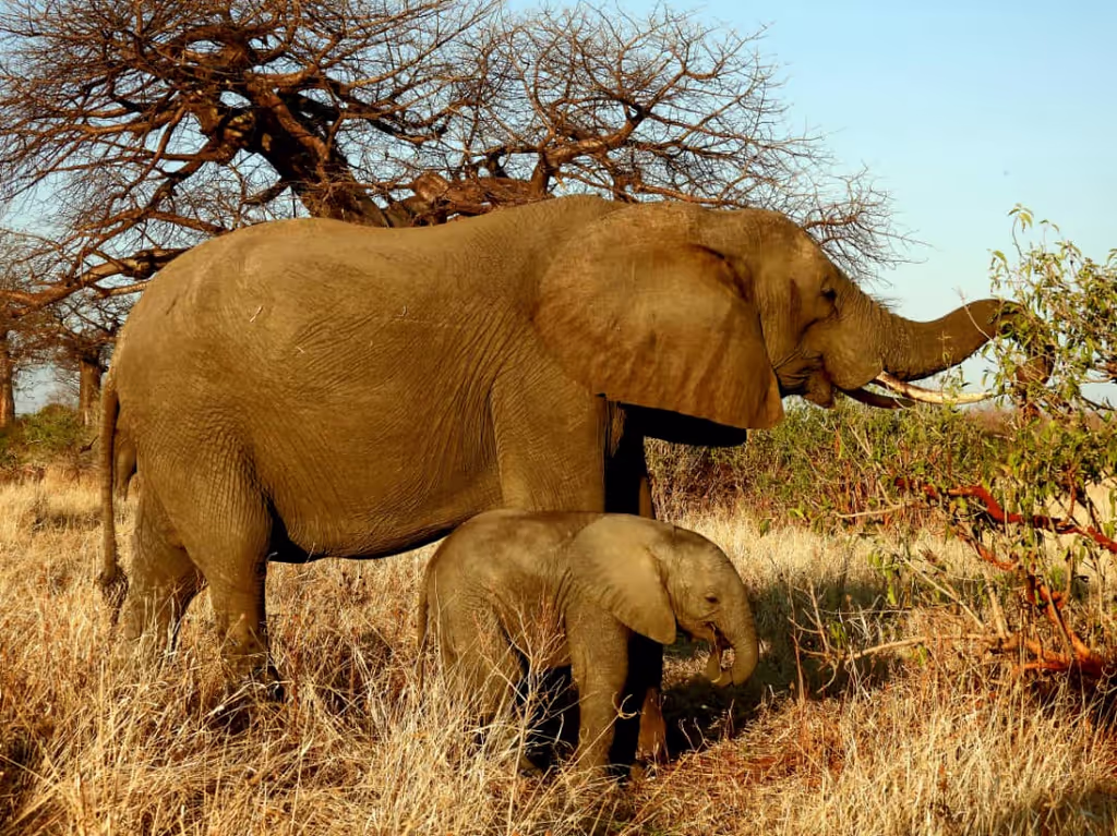 Kilimanjaro Private Tour - ELEPHANT