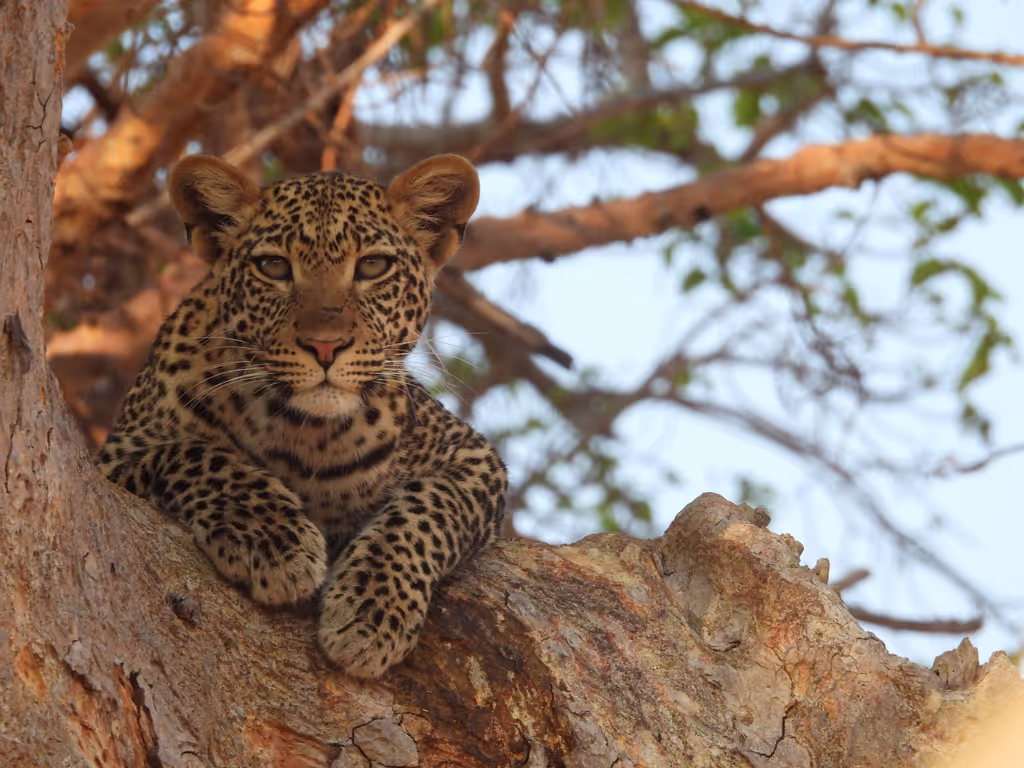 Kilimanjaro Private Tour - LEOPARD