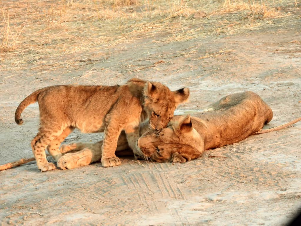 Kilimanjaro Private Tour - CUBS