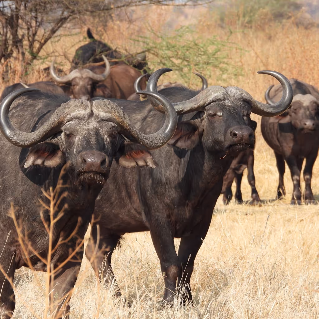Kilimanjaro Private Tour - BUFFALLO IN MKOMAZI