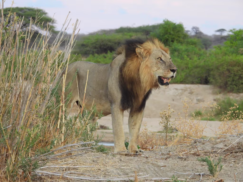 Kilimanjaro Private Tour - LION KING
