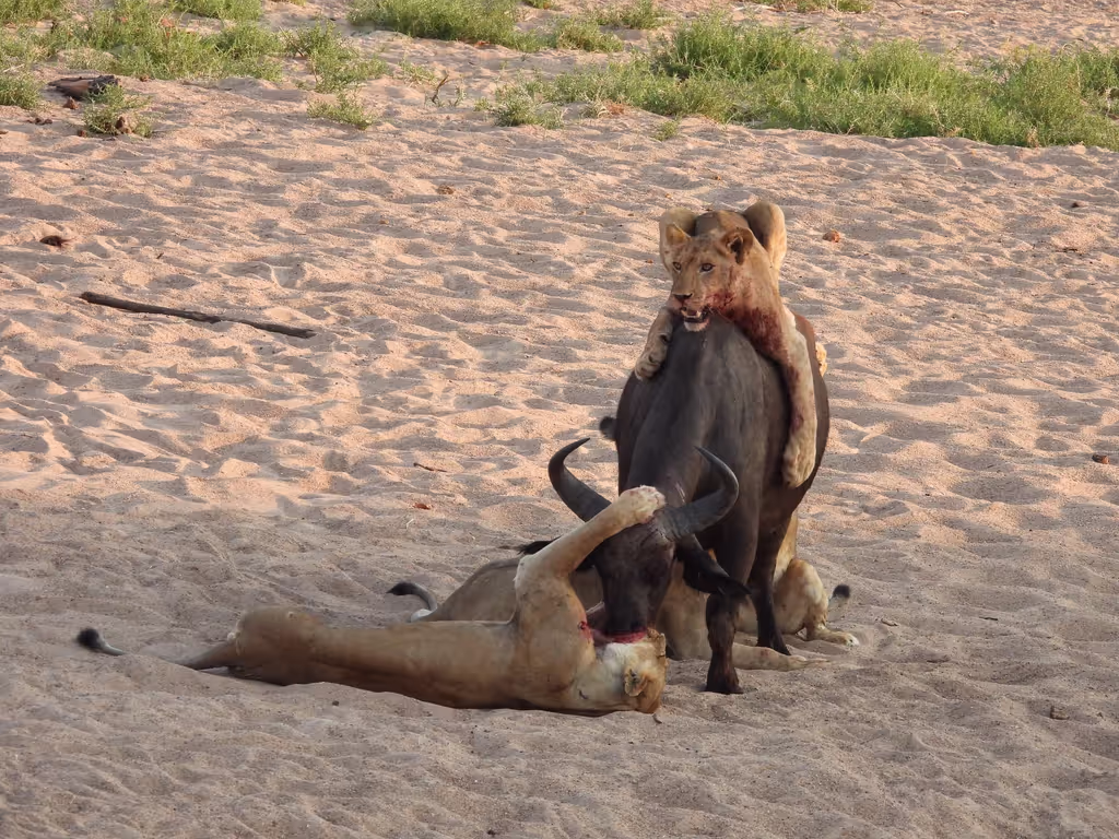 Kilimanjaro Private Tour - CUBS IN MKOMAZI