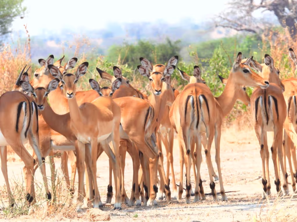 Kilimanjaro Private Tour - impallas