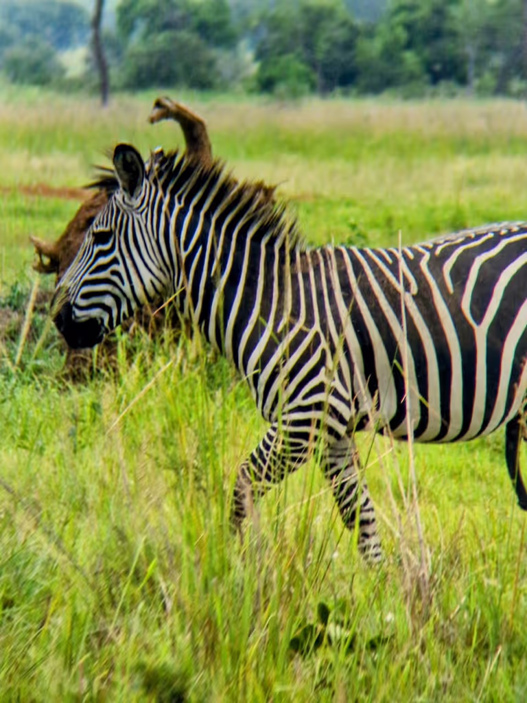 Kilimanjaro Private Tour - zebra