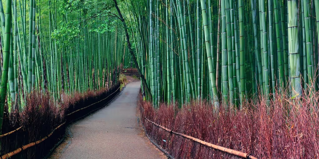 Kyoto Private Tour - Arashiyama Bamboo Forest