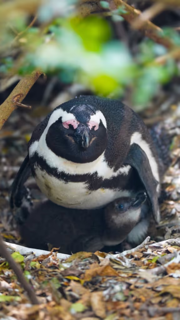 Cape Town Private Tour - 