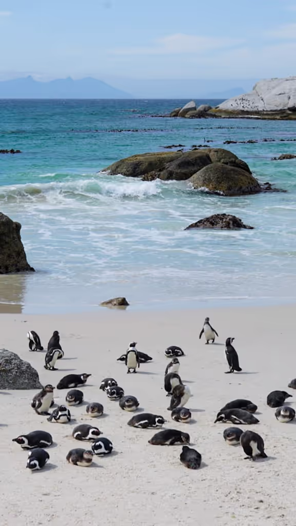 Cape Town Private Tour - 