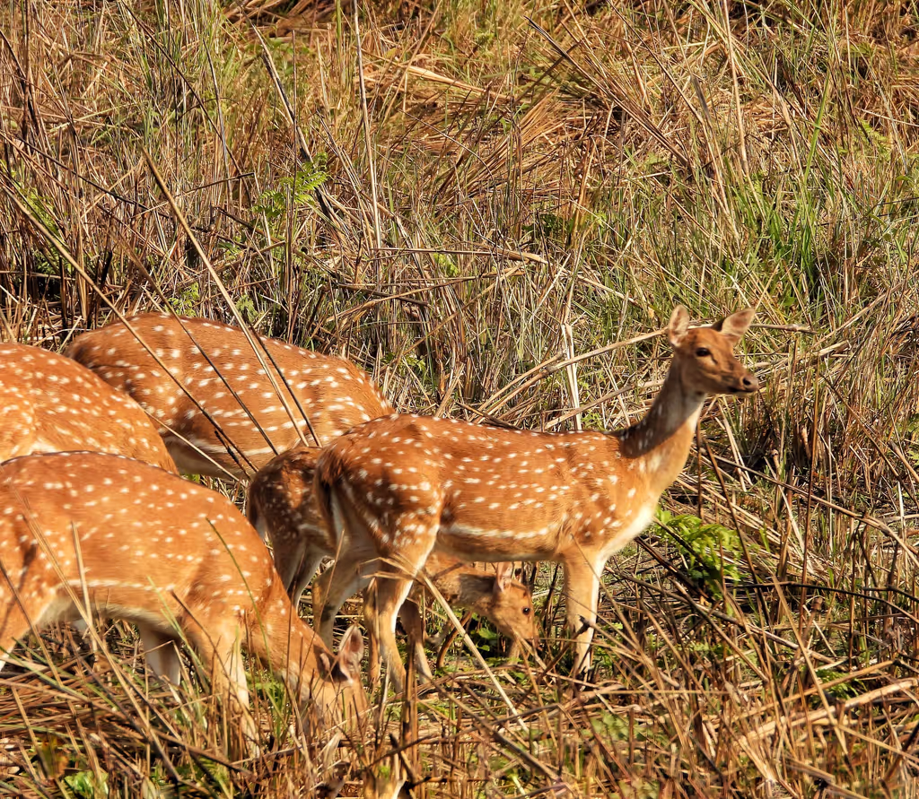 Narayani Private Tour - 