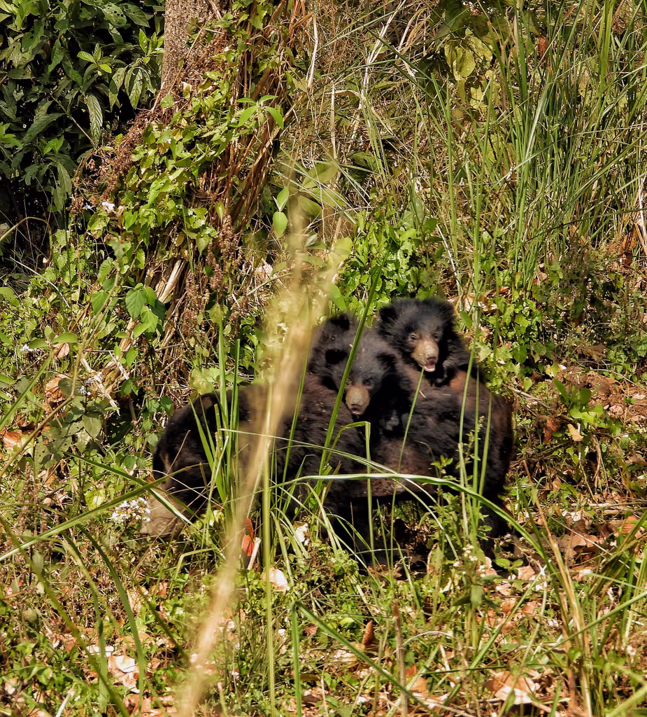 Narayani Private Tour - 