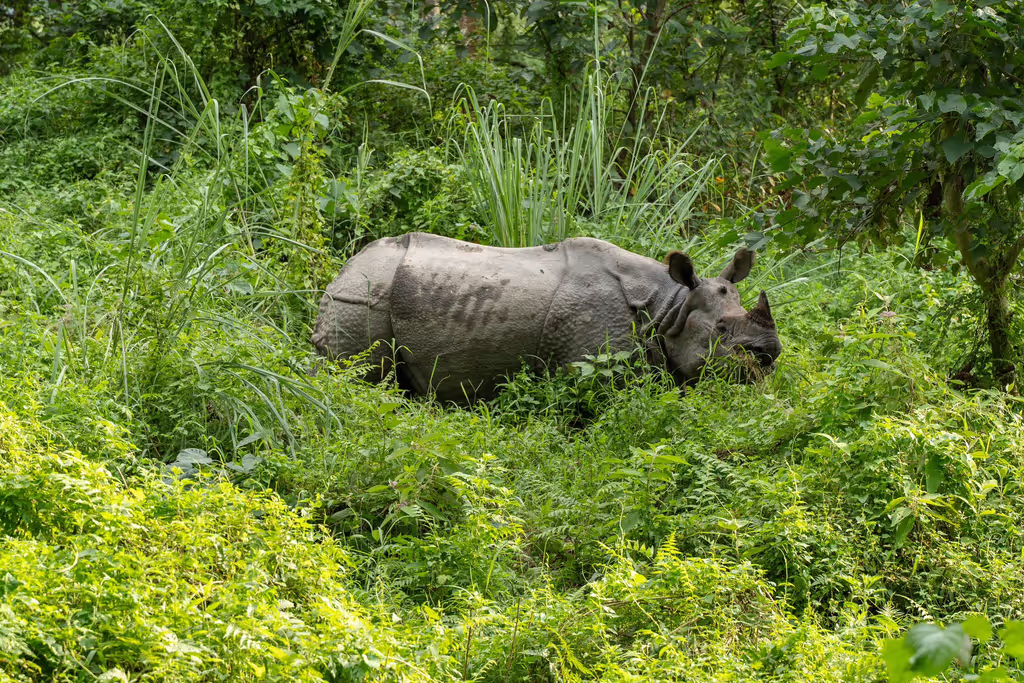 Narayani Private Tour - 