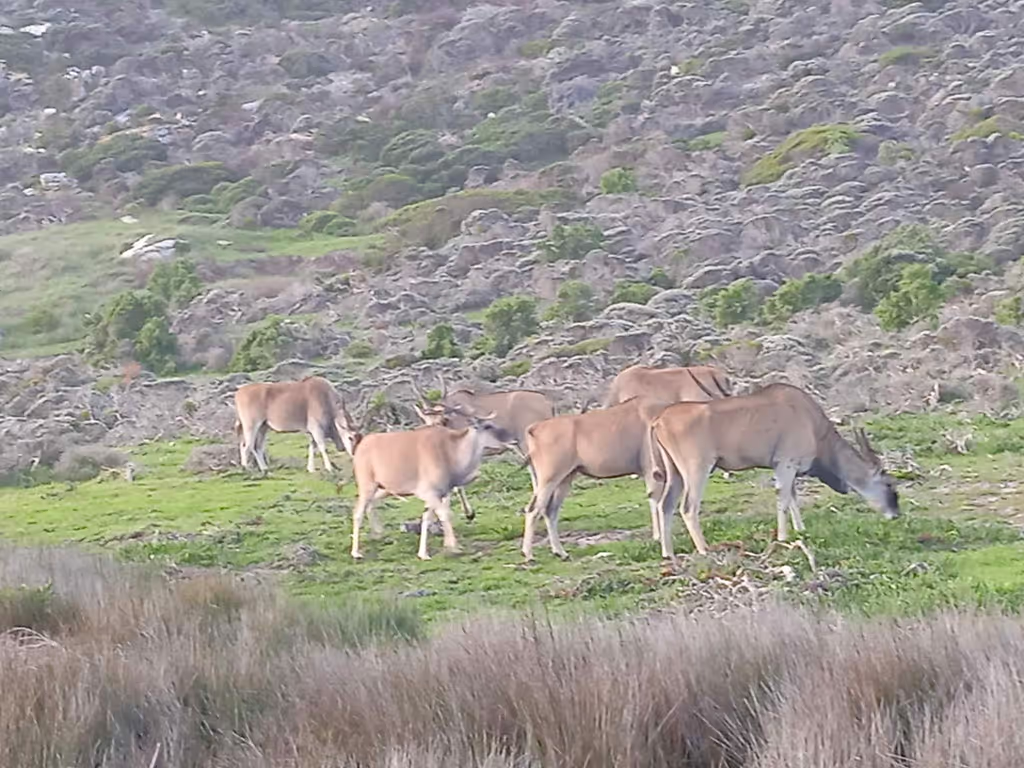 Cape Town Private Tour - 