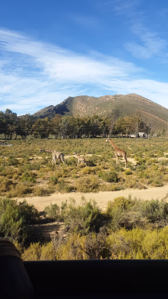 Cape Town Private Tour - 