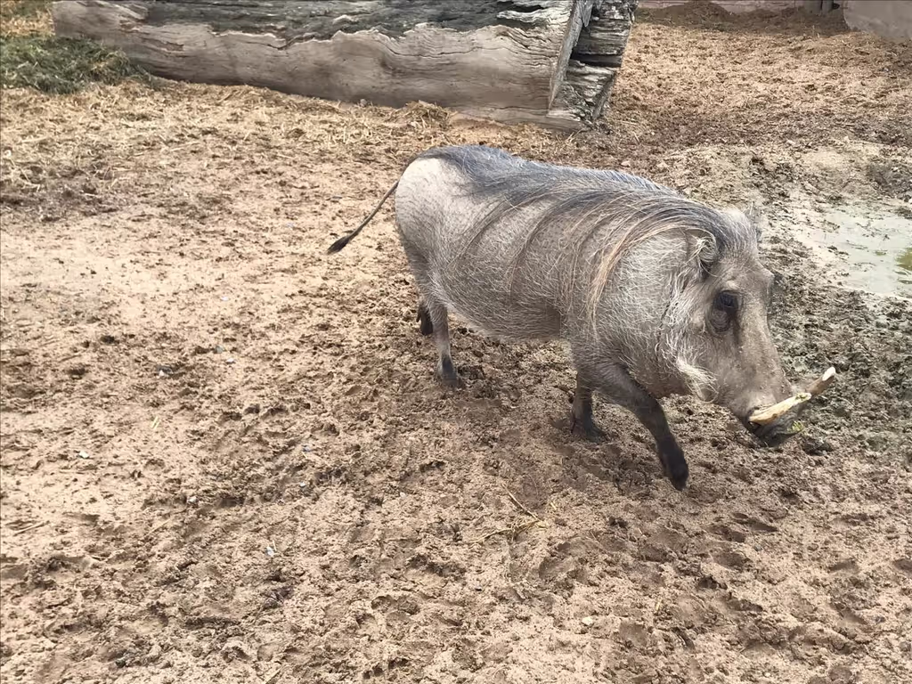 Cape Town Private Tour - 