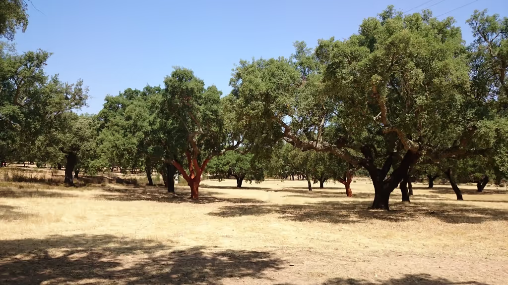 Evora Private Tour - Cork trees