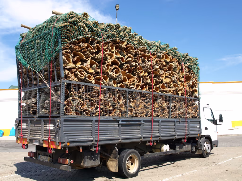 Evora Private Tour - Cork