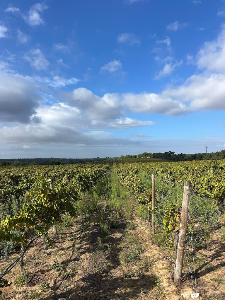 Lisbon Private Tour - Quinta de Catralvos Vineyard Walk