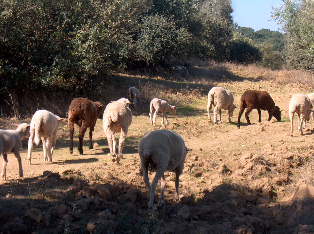 Evora Private Tour - Évora