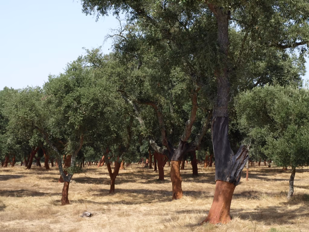 Lisbon Private Tour - Cork trees