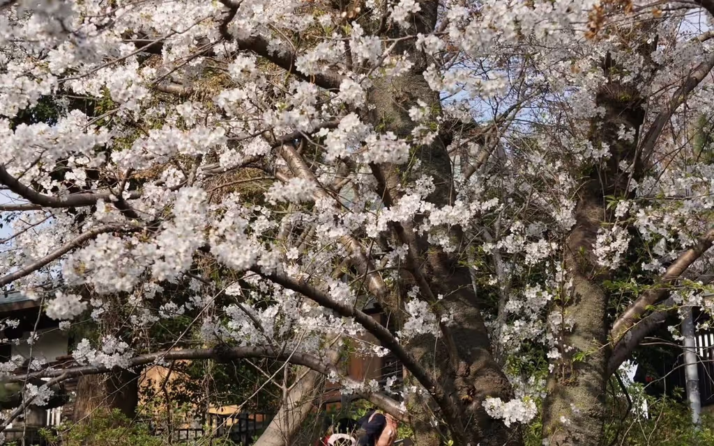 Narita Private Tour - 