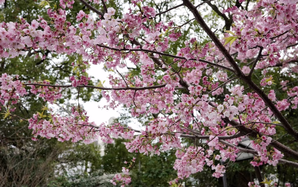 Narita Private Tour - 