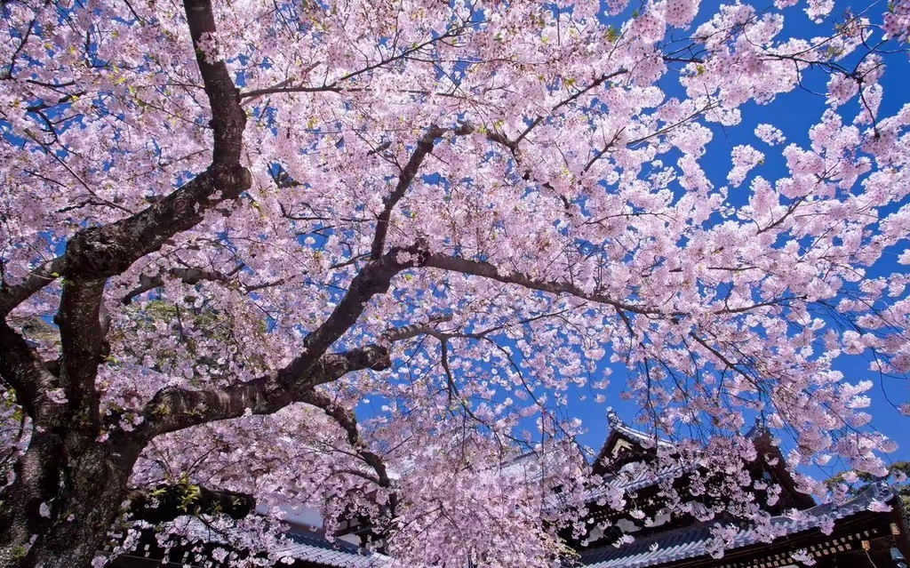 Narita Private Tour - 