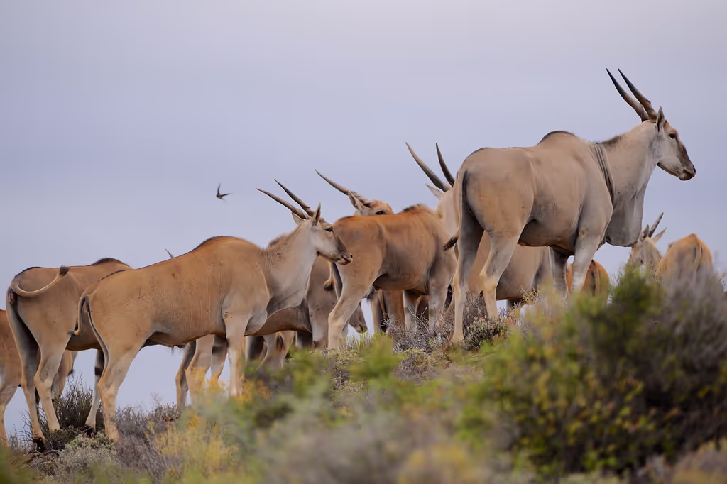 Cape Town Private Tour - Elend