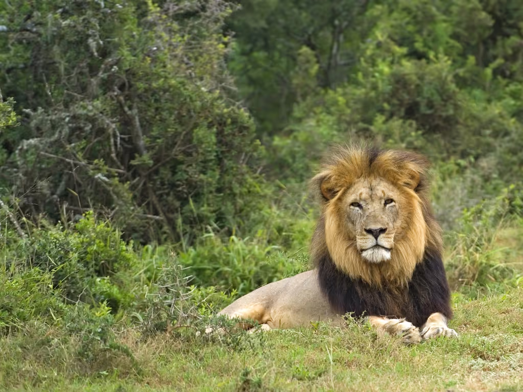 Cape Town Private Tour - Lion