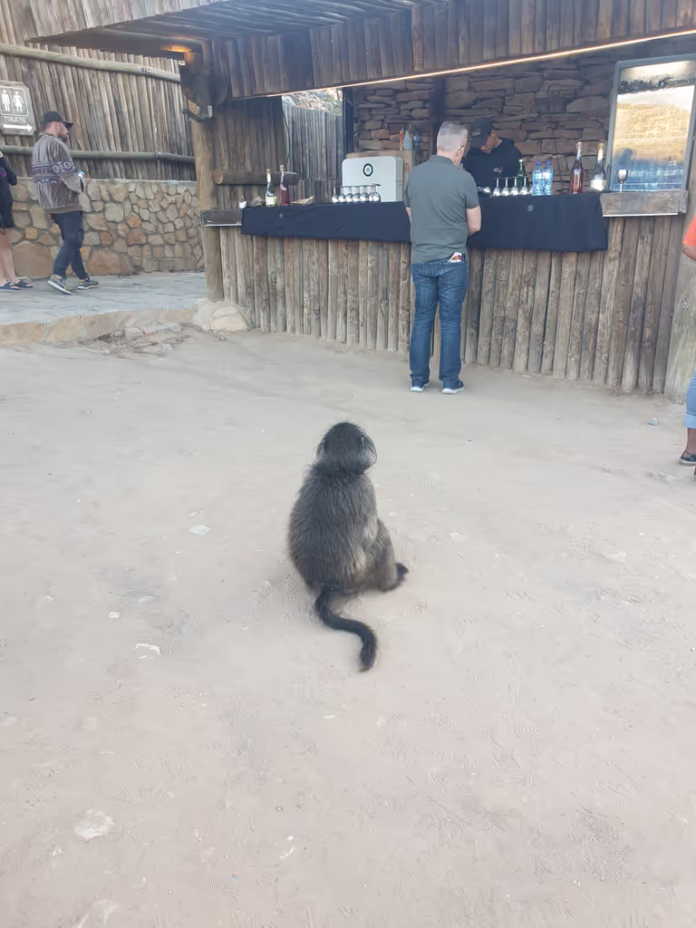 Western Cape Private Tour - 